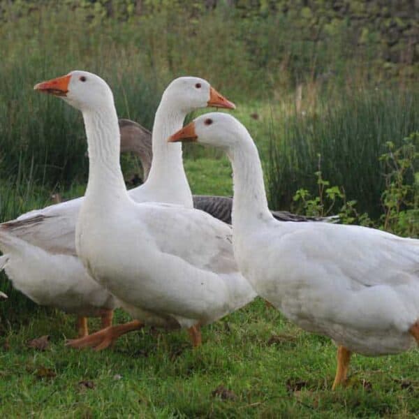 Deep Clough Farm Free Range Whole Goose