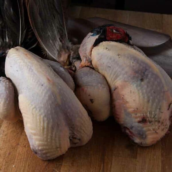 Pheasant