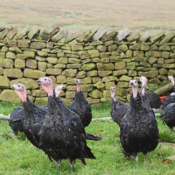 Deep Clough Farm Bronze Free Range Turkeys