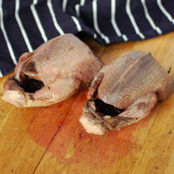 Wood Pigeon