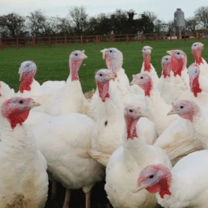 Caldecott White Turkeys